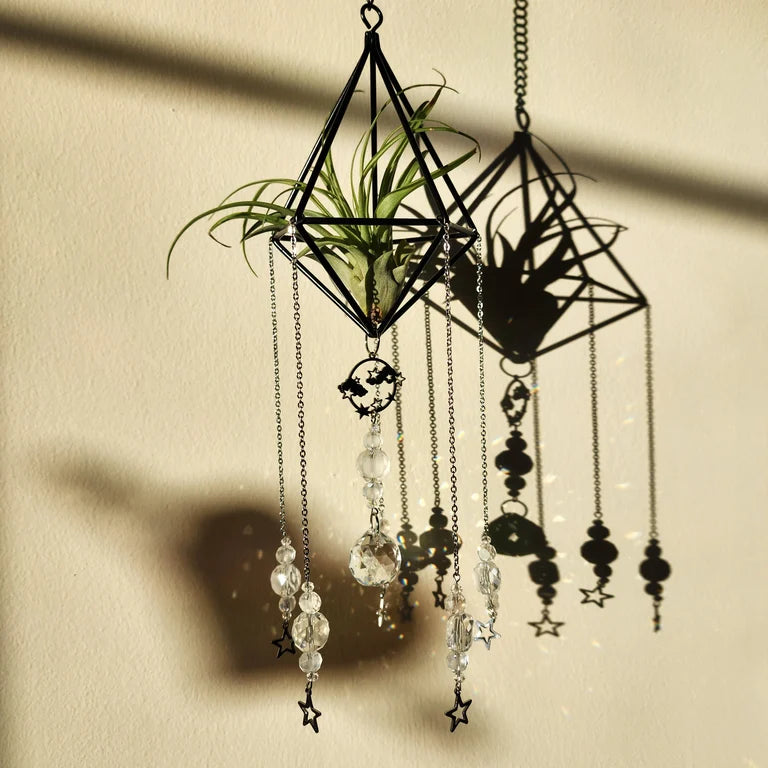 Air Plant Suncatcher Display