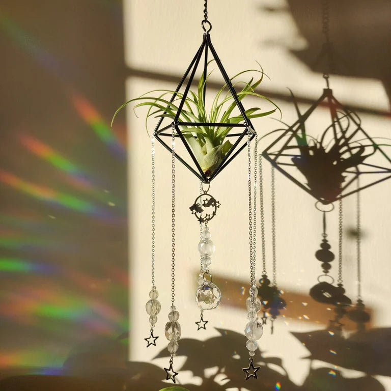 Air Plant Suncatcher Display