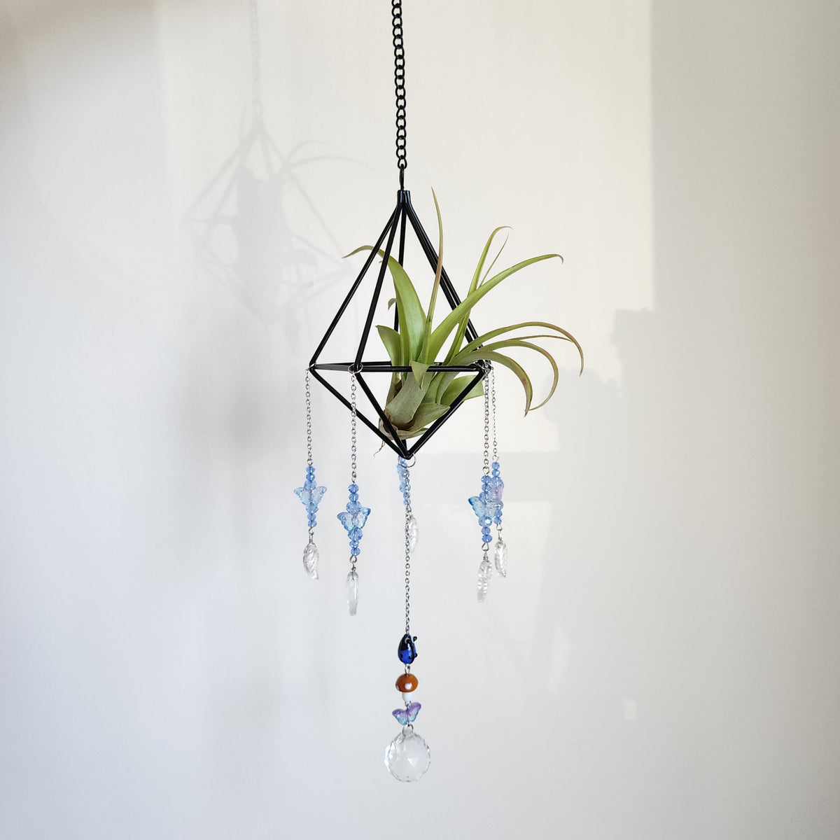 Air Plant Suncatcher Display - Enchanted Blue Gardens