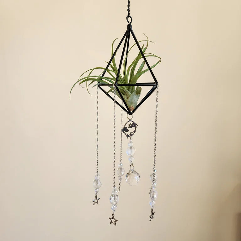 Air Plant Suncatcher Display
